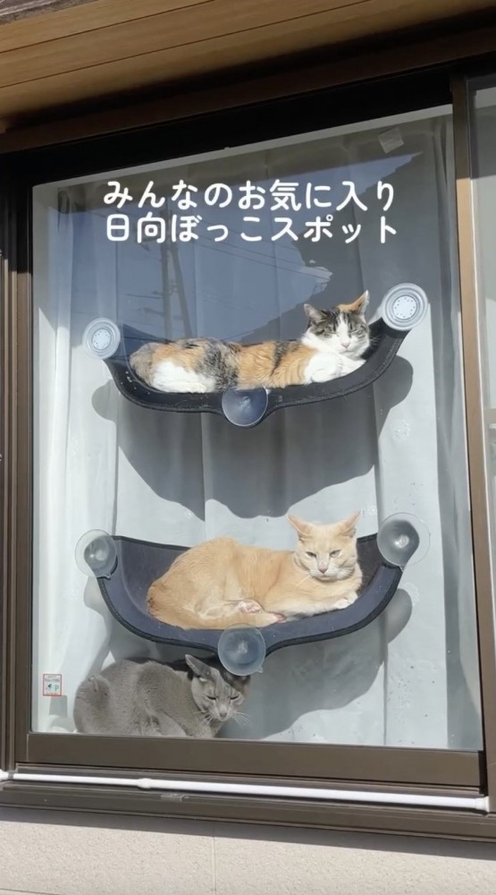 窓辺に集まる猫たち