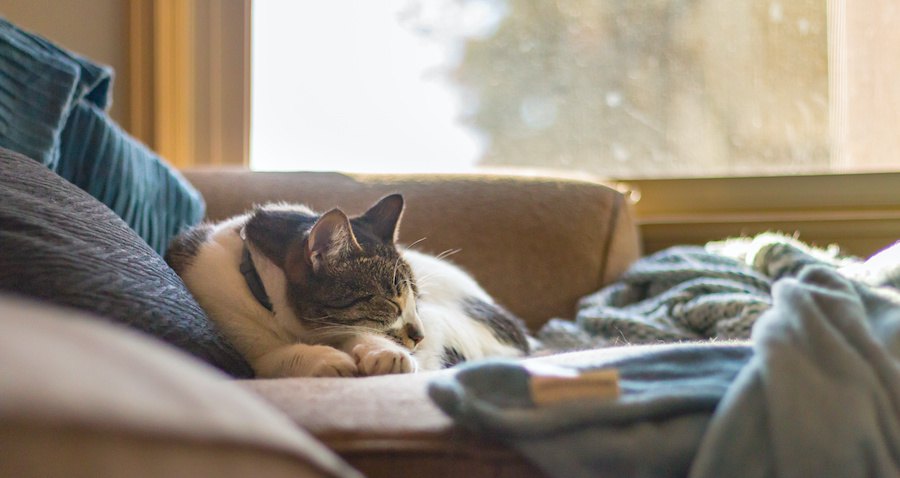 窓際のソファーの上で眠る猫