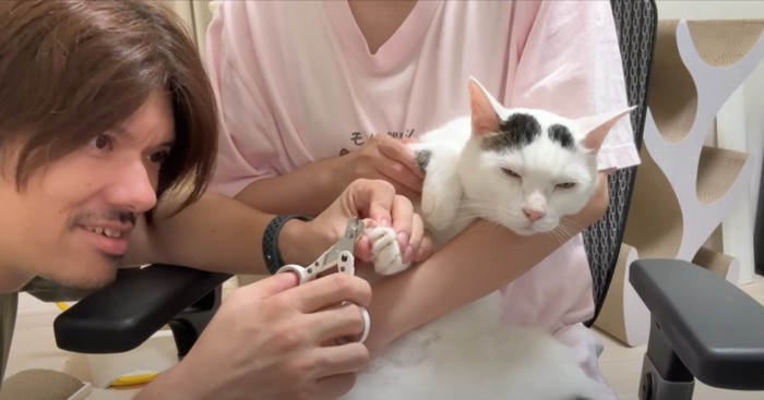 爪切りされながら人の腕にあごを乗せるトビキジ猫