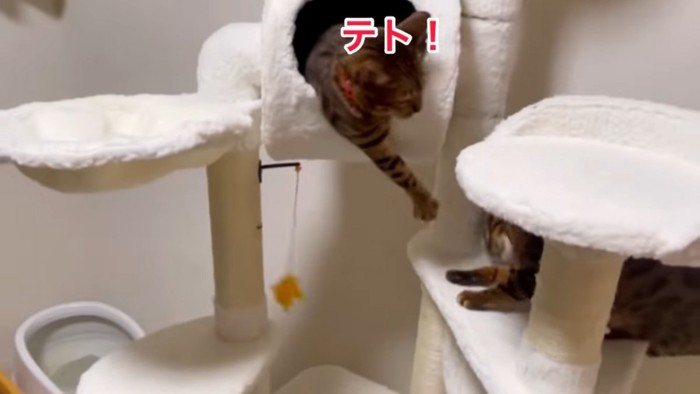 前足を伸ばす猫