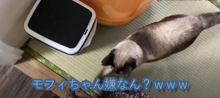 パンチする猫