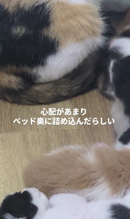 集まっている子猫たち