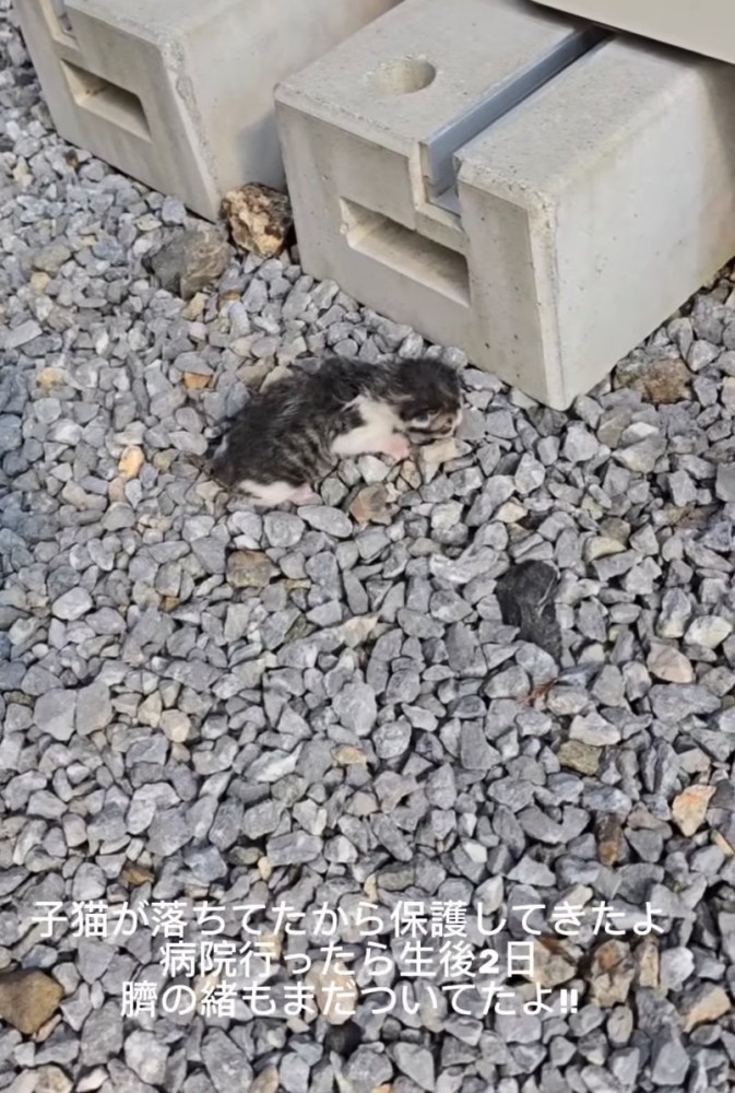 屋外にいる赤ちゃん猫