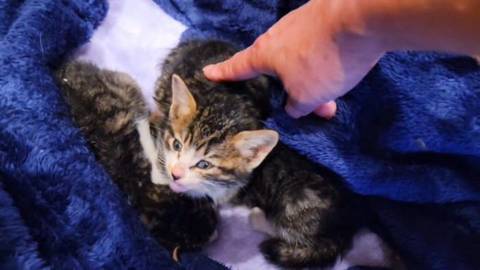 ケージの中の子猫に触れるママ