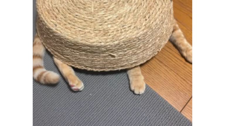 かごに入っている猫