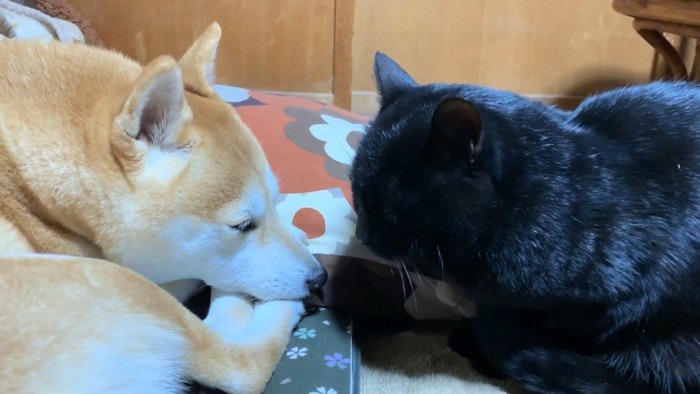 向き合うふたり(身を低く)
