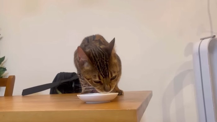 食事中の猫