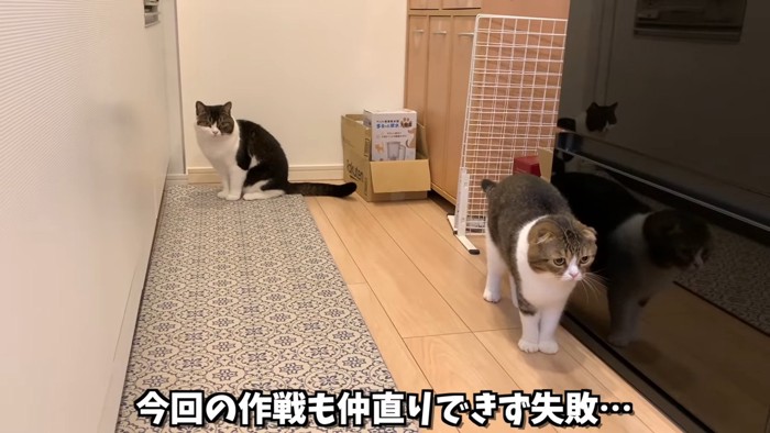 部屋の奥に座る猫