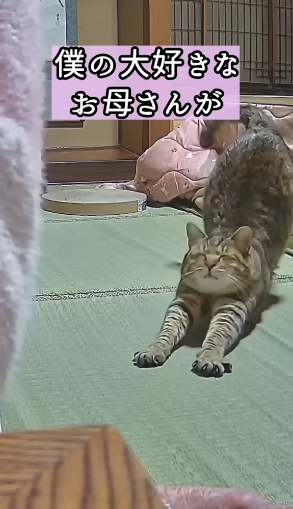 伸びをする猫