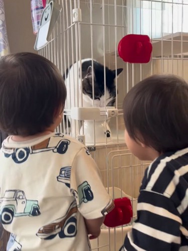 猫を見る二人の男の子