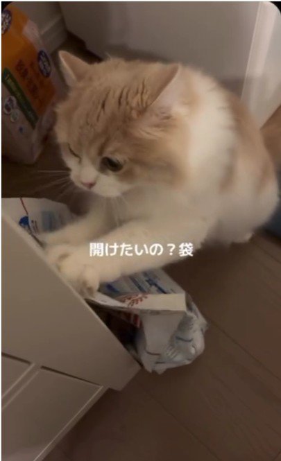 餌の袋をひっかいている猫