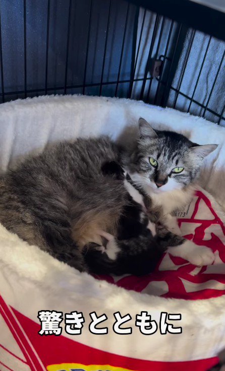 母猫と2匹の子猫