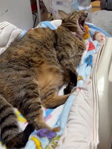 あくびをする猫