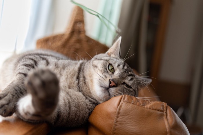 ソファに横になったままおもちゃに手をのばす猫