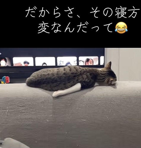 猫の後ろ姿の写真3