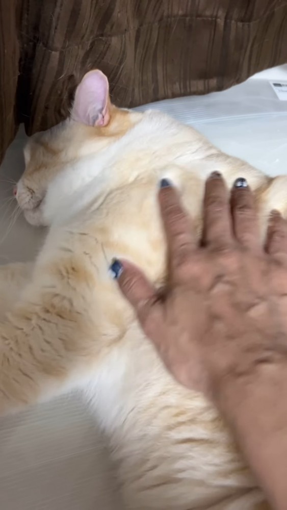 起こされる猫