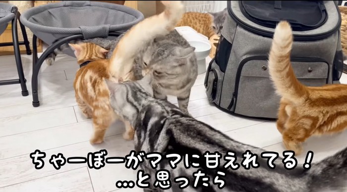 寄り添う猫たち