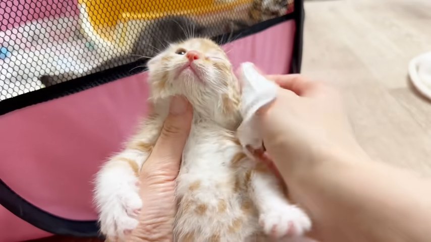 顔を拭かれる子猫