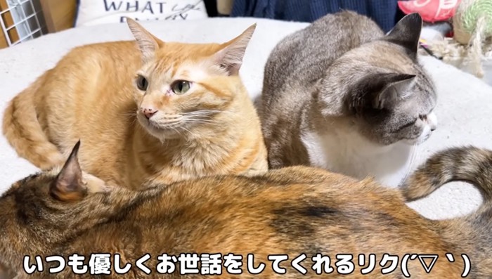 集まって座っている猫達
