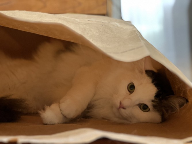 紙袋の中にいる猫