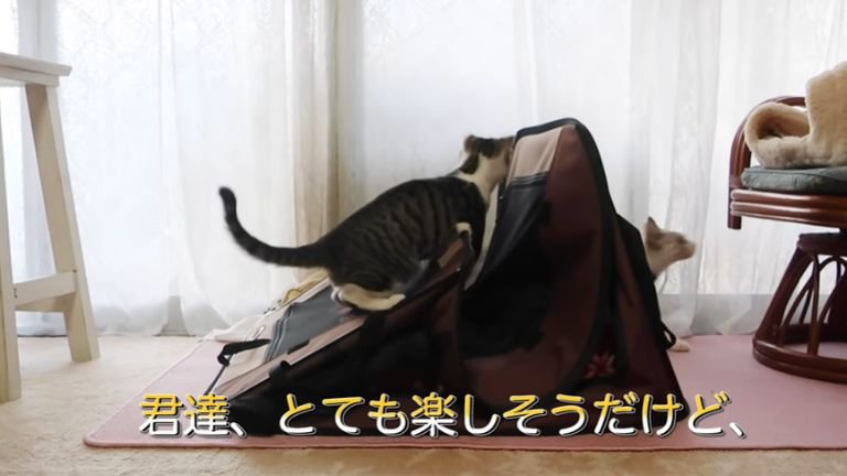 ペットハウスで遊ぶ猫たち