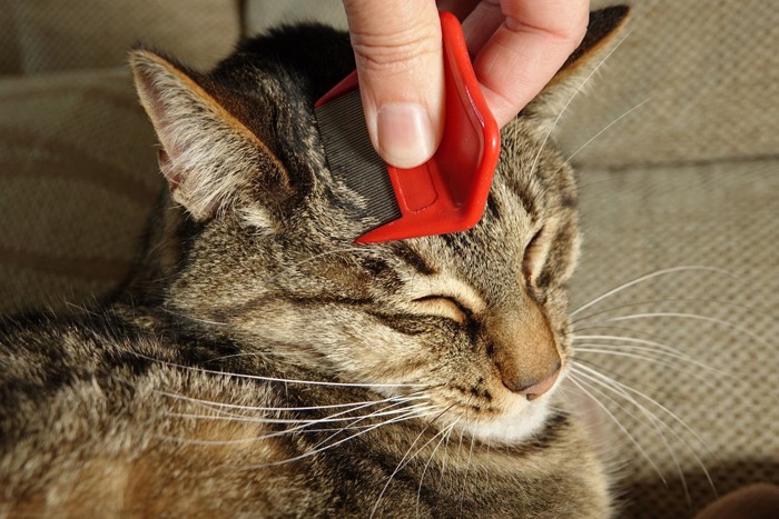 猫のブラッシングをする人の手