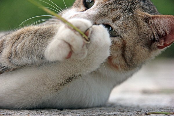 寝そべって猫じゃらしを掴んでいる猫