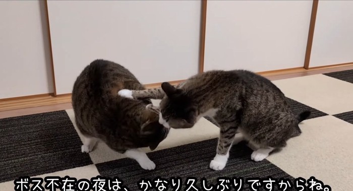 パンチする猫