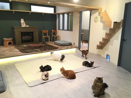 猫スタッフ