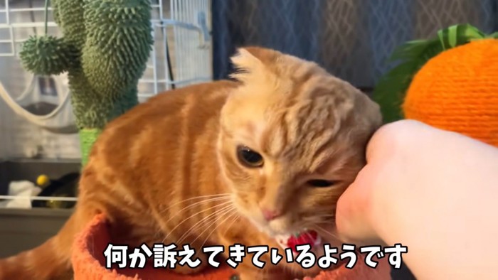 飼い主さんに撫でられるひな子ちゃん