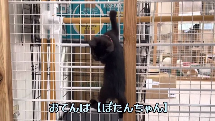 フェンスを登る子猫