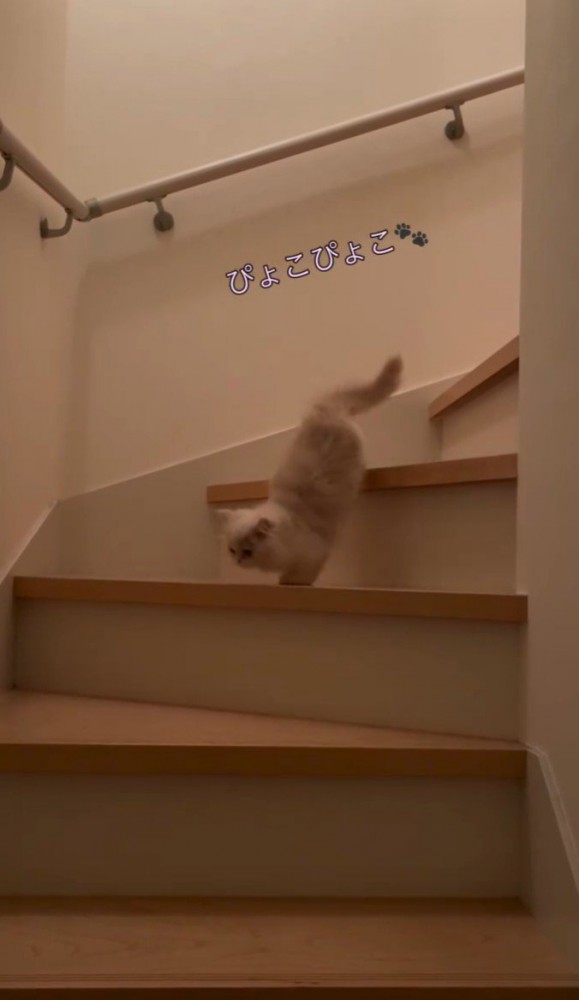 階段をおりるクリーム色の猫