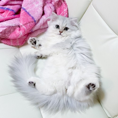 仰向けの猫