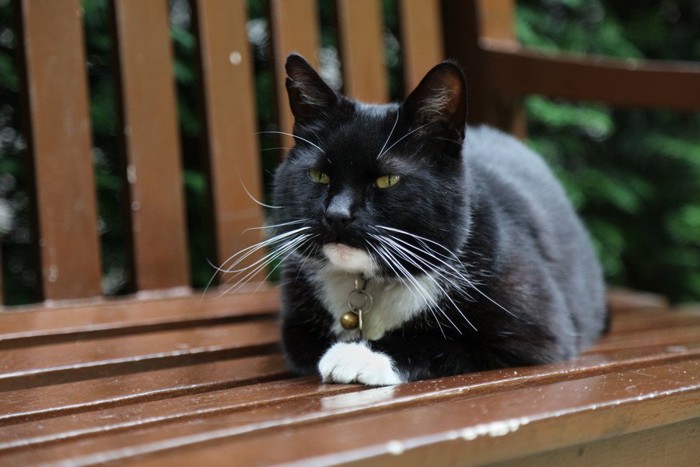 ベンチでくつろぐ白黒猫