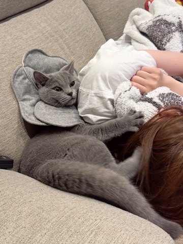 爪を立てて飼い主さんにくっつく猫さん