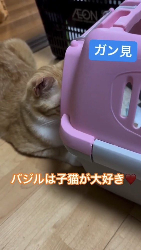 キャリーケースに顔をくっつける猫