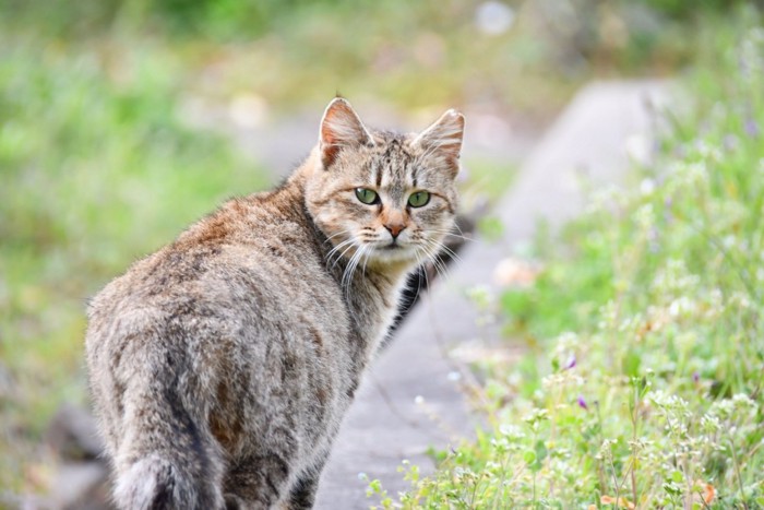 振り向く猫