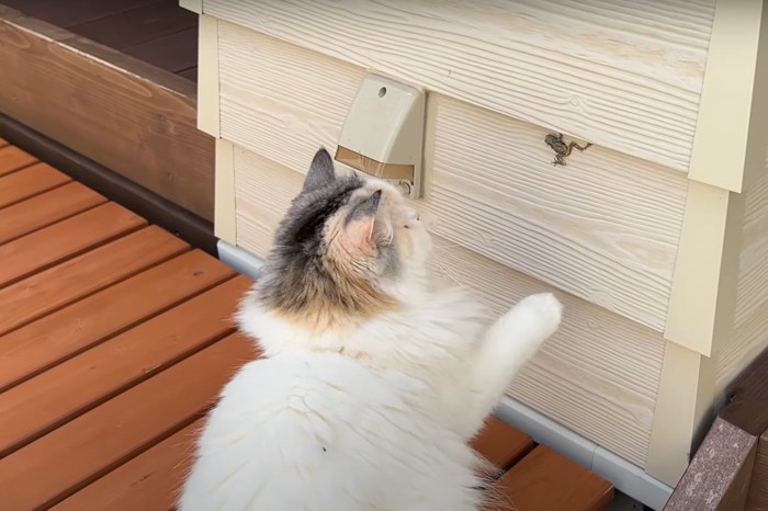 カエルを見つけたつくしちゃん