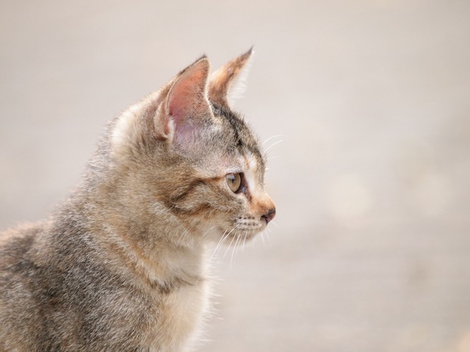 遠くを見つめる子猫の横顔