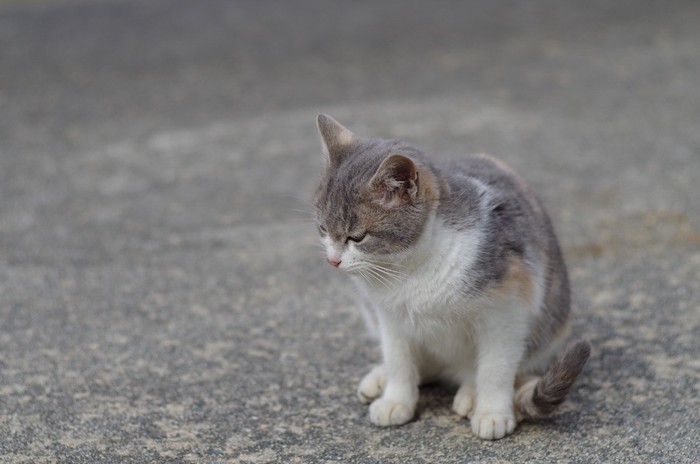 下を向いて座る野良猫