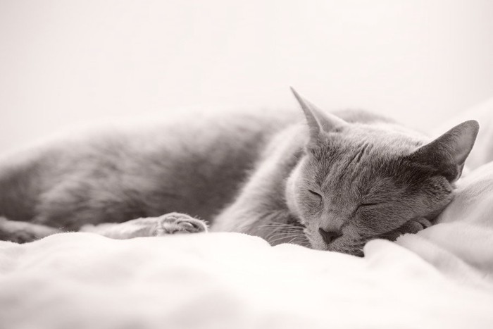 リラックスする猫