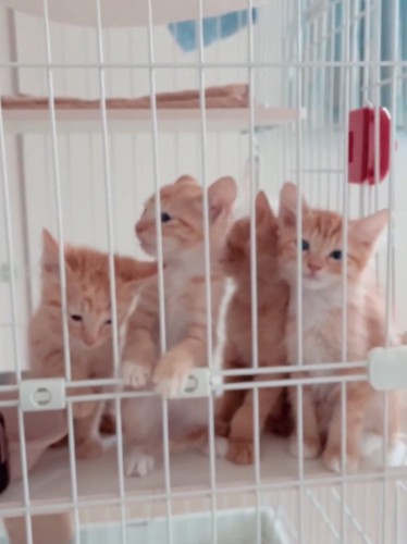 4匹の子猫