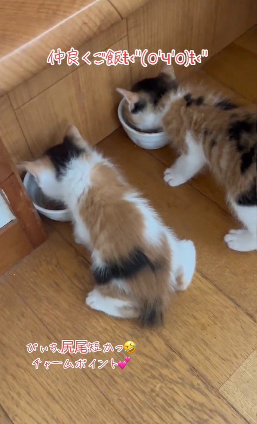 2匹並んで食事をしている子猫