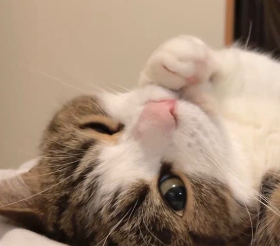 カメラに向かってウインクする猫