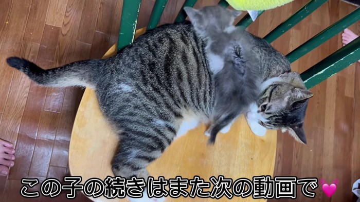 成猫の上に乗る子猫