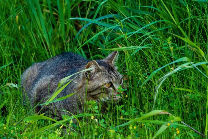 草むらで獲物を狙う猫