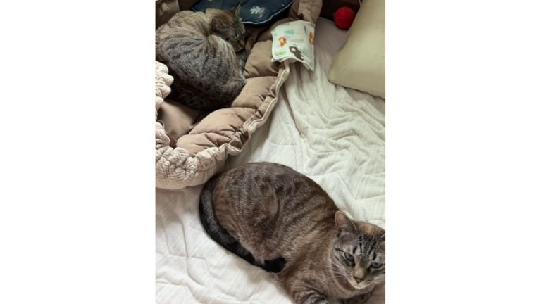 室内にいる猫