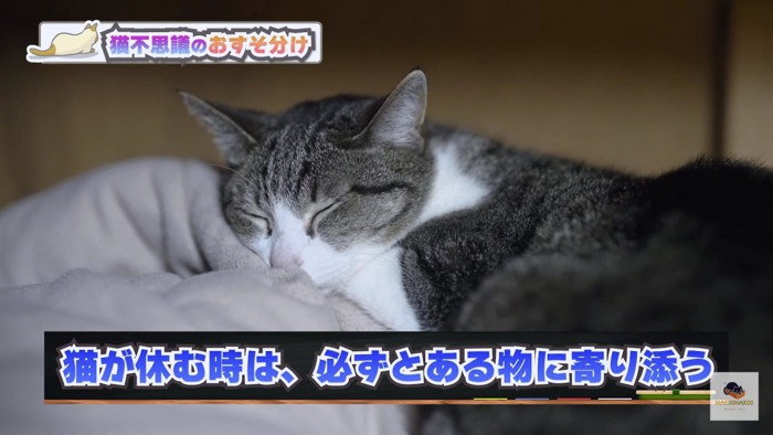 眠るキジシロ