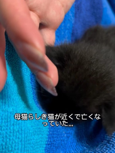 丸くなる子猫