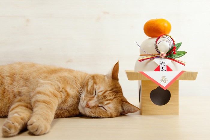 鏡餅の脇で寝る猫